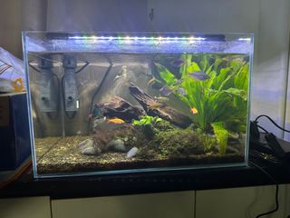 (Category: ) located in . Submitted by royaltree_0b6093 (Listing ID 1336763705, Image 1). Description: .
