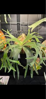 （分類：）位於 。 由 lap.greenspace 提交（商品編號 1336768384，圖片 1）。簡介： 。