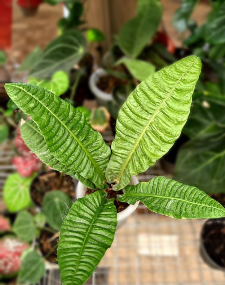 Anthurium (reflexinervium x pedatum) main image 0