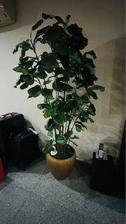 (Category: ) located in . Submitted by anayris (Listing ID 1336677654, Image 1). Description: .