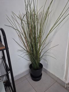 (Category: ) located in . Submitted by non0808 (Listing ID 1336682157, Image 1). Description: .