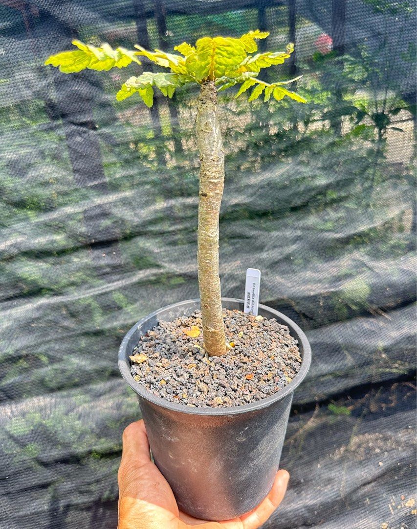 その他観葉植物 Boswellia dioscoridis 🌱 Boswellia dioscoridis