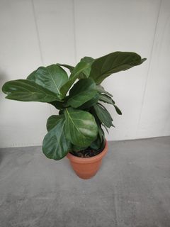 (Category: ) located in . Submitted by theplantytwo (Listing ID 1336755426, Image 1). Description: .