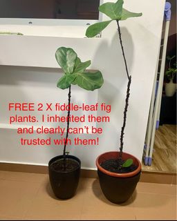 (Category: ) located in . Submitted by delacourt (Listing ID 1336738699, Image 1). Description: .