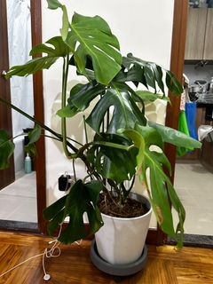 （分類：）位於 。 由 devine.hjf 提交（商品編號 1336820853，圖片 1）。簡介： 。