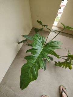 (Category: ) located in . Submitted by theplantytwo (Listing ID 1336754926, Image 1). Description: .