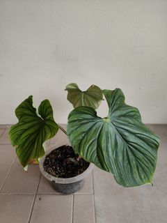 (Category: ) located in . Submitted by theplantytwo (Listing ID 1336756249, Image 1). Description: .