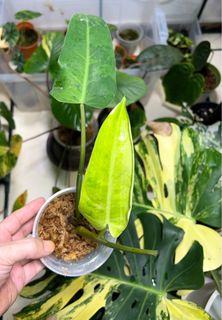 (Category: ) located in . Submitted by planterbox.sg (Listing ID 1336770786, Image 1). Description: .