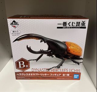 マレーシア産 Hercules Beetle たっとし (M) 標本 ヘラクレス