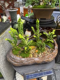 (Category: ) located in . Submitted by beanplanting (Listing ID 1336916433, Image 1). Description: .