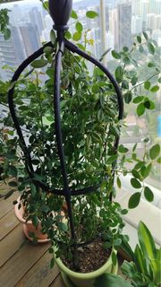 (Category: ) located in . Submitted by kalmama (Listing ID 1336890240, Image 1). Description: .