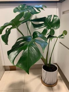 （分類：）位於 。 由 cherrie918 提交（商品編號 1337138170，圖片 1）。簡介： 。