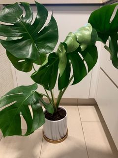 （分類：）位於 。 由 cherrie918 提交（商品編號 1337137834，圖片 1）。簡介： 。