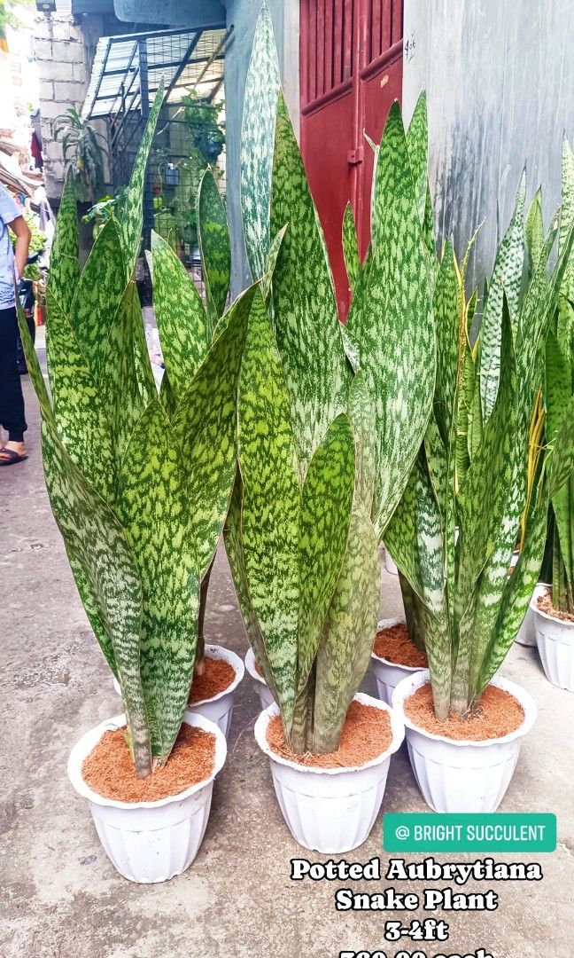 praying plants Maranta