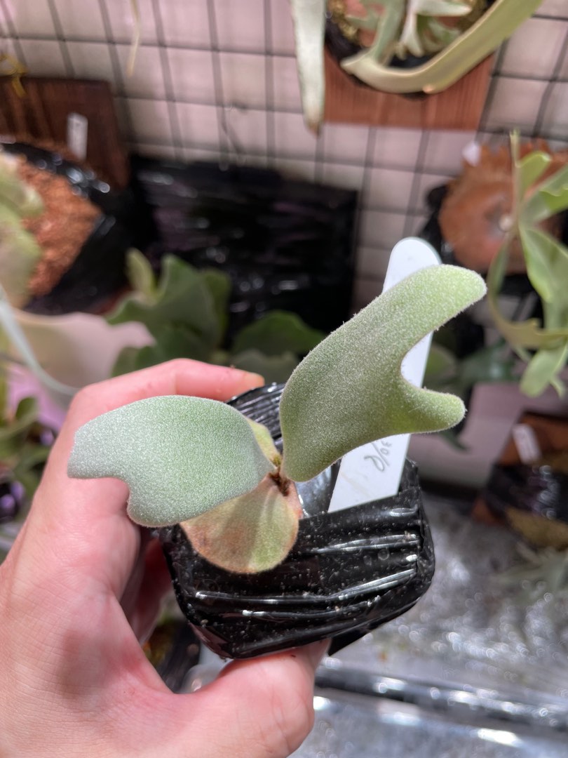 P. willinckii cv. “Cotton Moon” (PUP) P. willinckii cv. “Cotton Moon” (PUP) P. willinckii cv. Cotton