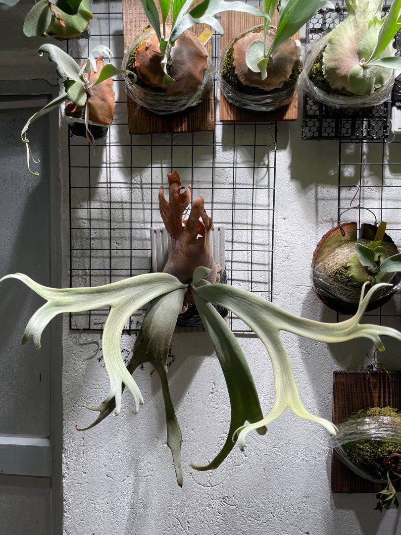 P. willinckii cv. Cotton Moon 棉月側芽, 傢俬＆家居, 園藝, 植物及