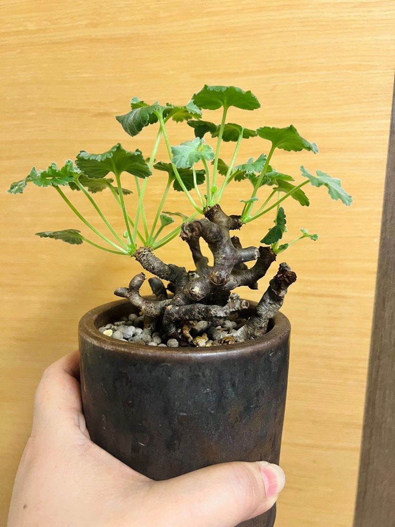 ペラルゴニウムミラビレ ベアルート②