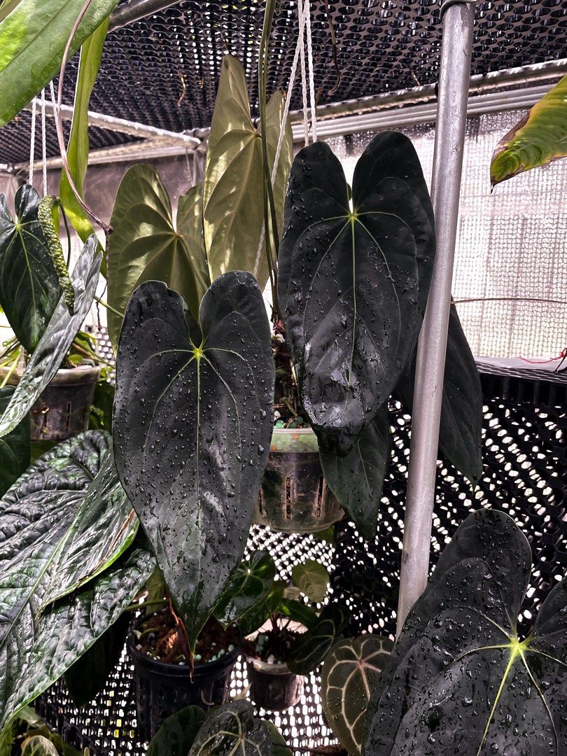 anthurium regale shield Anthurium crystallinum x regale