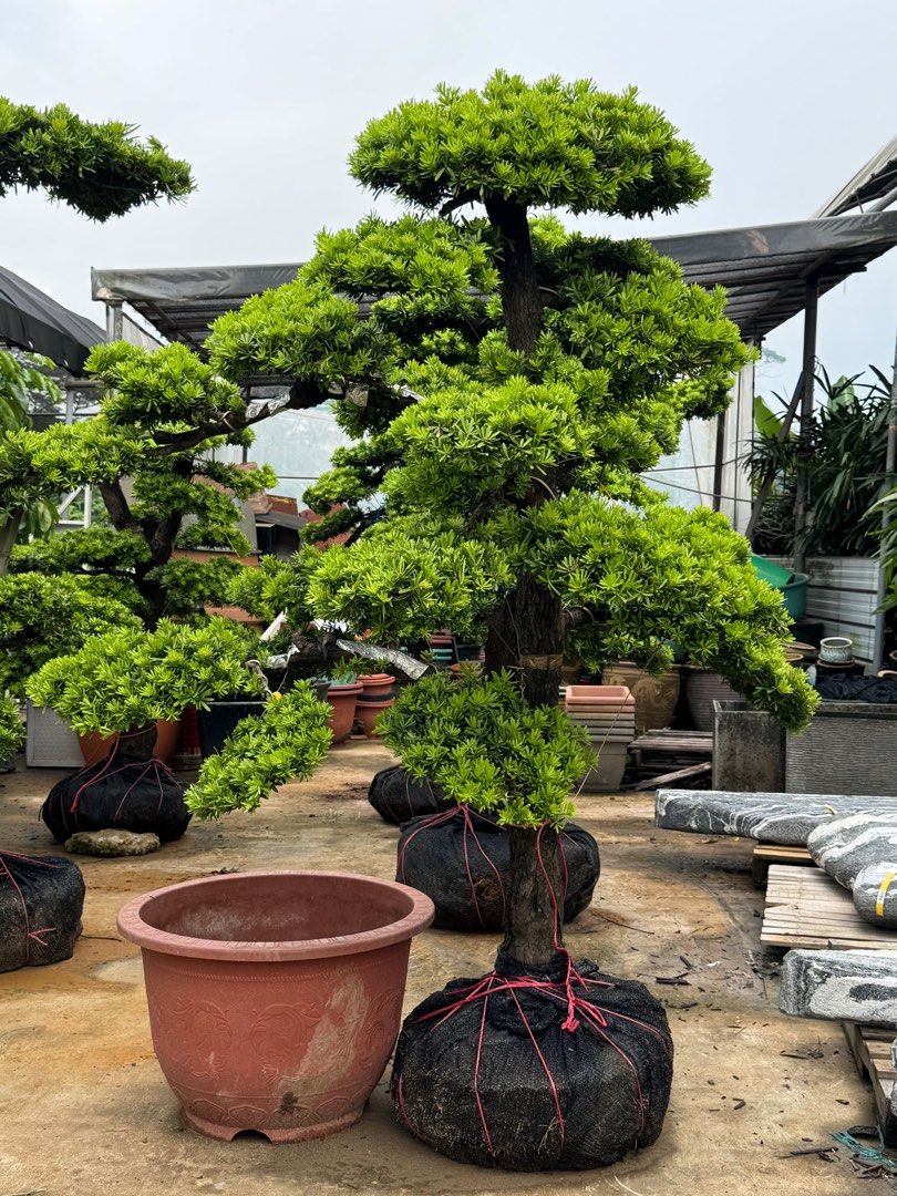 wann bonsai dngen ProviPlant Bonsai-Dnger: Fr Indoor- & Outdoor Bonsai-Bume