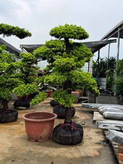 (Category: ) located in . Submitted by gardenfunfarm (Listing ID 1334066502, Image 1). Description: .
