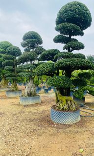 (Category: ) located in . Submitted by smclandscape (Listing ID 1337248380, Image 1). Description: .