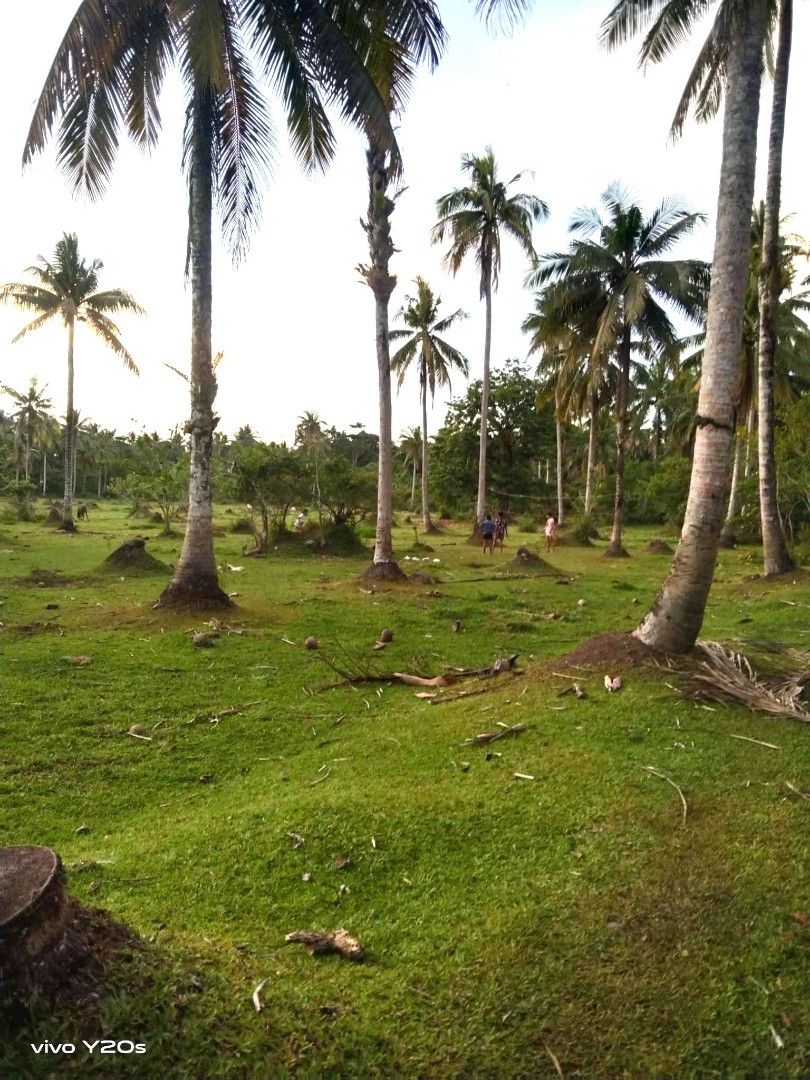 Hacienda Mateo (Category: Lot) located in Santa Maria. Submitted by gaes36099 (Listing ID 1337260812, Image 2). Description: Looking for a spacious property with incredible potential? Hacienda Mateo is your answer! Hacienda Mateo property presents exceptional potential for housing or condominium development, further enhanced by Sorsogon's burgeoning tourism industry and its proximity to key attractions. The land boasts a prime location and severa
