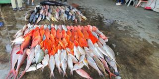 (Category: ) located in . Submitted by yellowfintuna (Listing ID 1337318068, Image 1). Description: .
