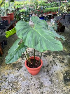 (Category: ) located in . Submitted by addicted2plants (Listing ID 1337266678, Image 1). Description: .