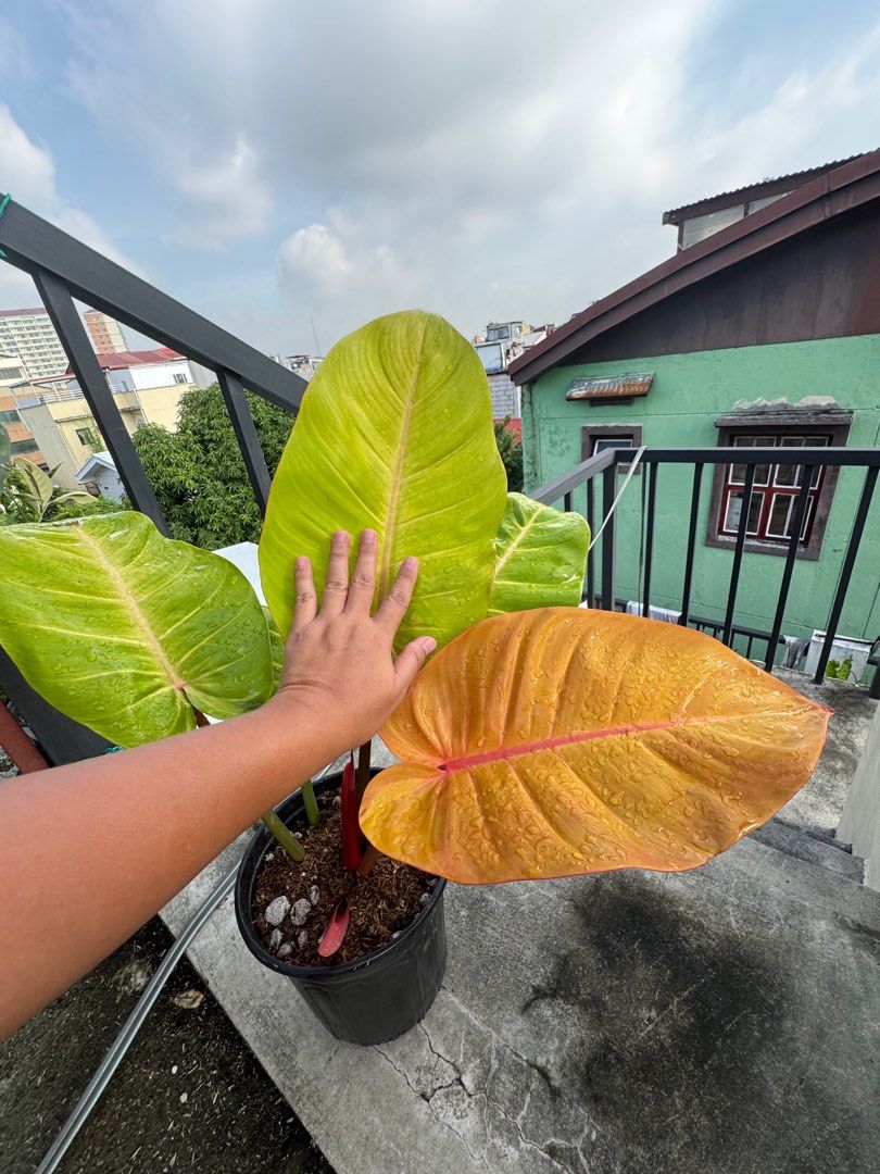 Philodendron Tri Color - Mother plant, Furniture & Home Living, Gardening,  Plants & Seeds on Carousell