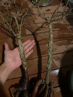 （分類：）位於 。 由 sonnlam_plants 提交（商品編號 1337511241，圖片 1）。簡介： 。