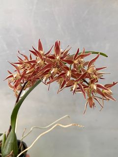 (Category: ) located in . Submitted by orchidworld (Listing ID 1297523759, Image 1). Description: .