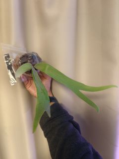 （分類：）位於 。 由 donplantsman 提交（商品編號 1337560003，圖片 1）。簡介： 。