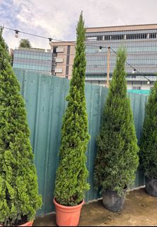 (Category: ) located in . Submitted by gardenfunfarm (Listing ID 1337663946, Image 1). Description: .