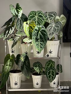 （分類：）位於 。 由 xmashk 提交（商品編號 1337273532，圖片 1）。簡介： 。