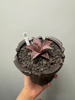 （分類：）位於 。 由 elviiss 提交（商品編號 1337741064，圖片 1）。簡介： 。