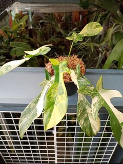 （分類：）位於 。 由 hea.plants 提交（商品編號 1337796652，圖片 1）。簡介： 。