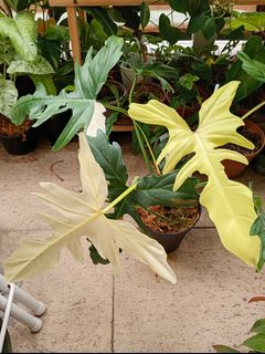 （分類：）位於 。 由 hea.plants 提交（商品編號 1337796231，圖片 1）。簡介： 。