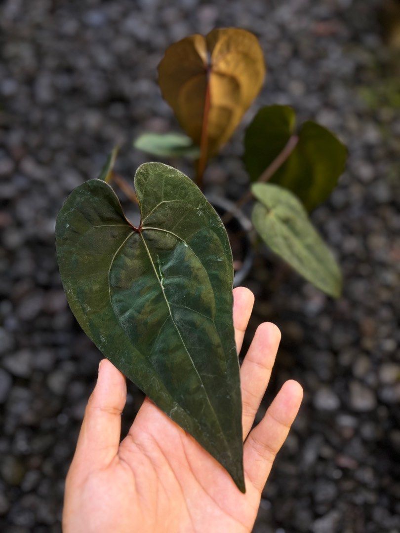 r*s様 anthurium AOS (df) Tezula 'self' r*s様 anthurium AOS (df) Tezula 'self' Tezula