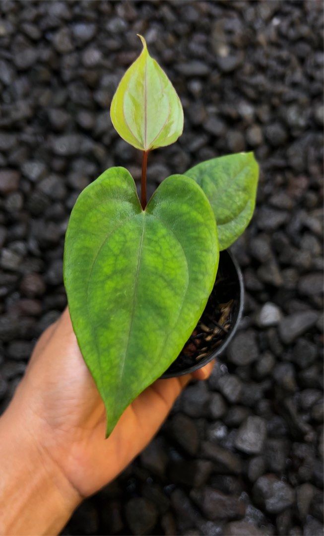 Anthurium Goliath x Rvdp, Furniture & Home Living, Gardening, Plants ...