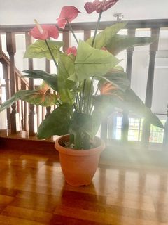 (Category: ) located in . Submitted by rosie30 (Listing ID 1337774330, Image 1). Description: .