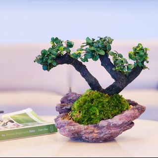 (Category: ) located in . Submitted by bonsai_inc (Listing ID 1337779502, Image 1). Description: .