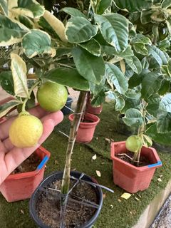 (Category: ) located in . Submitted by gardenfunfarm (Listing ID 1337816177, Image 1). Description: .