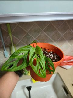 (Category: ) located in . Submitted by domo (Listing ID 1337886994, Image 1). Description: .