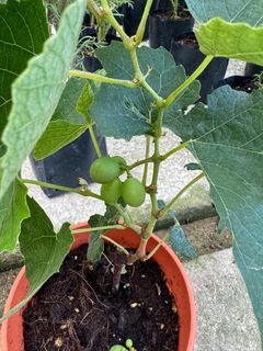 (Category: ) located in . Submitted by gardenfunfarm (Listing ID 1337947487, Image 1). Description: .