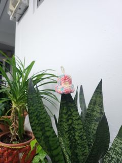 (Category: ) located in . Submitted by houseofsnakeplants (Listing ID 1338012329, Image 1). Description: .