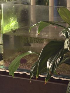 (Category: ) located in . Submitted by clara_tsl (Listing ID 1338277471, Image 1). Description: .