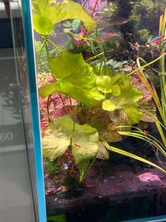 (Category: ) located in . Submitted by timmytam (Listing ID 1338196819, Image 1). Description: .