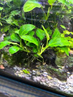 (Category: ) located in . Submitted by fch72 (Listing ID 1338382260, Image 1). Description: .