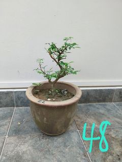(Category: ) located in . Submitted by baobei1912 (Listing ID 1338439911, Image 1). Description: .