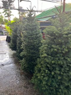 (Category: ) located in . Submitted by gardenersb (Listing ID 1131494829, Image 1). Description: .